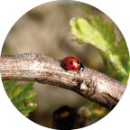coccinelle vigne coccinelle vigne